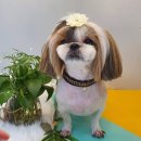 오늘도 이쁘개 이미지