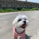 도트