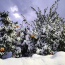 해피온스테이 이미지