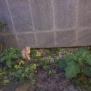 GS25 제주협재점 이미지