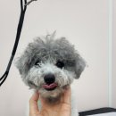 바비애견미용 이미지