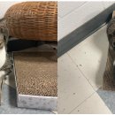 야옹야옹 이미지