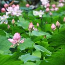 세미원 연꽃박물관 이미지