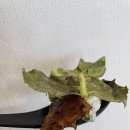 월광식당 이미지