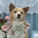 변신하개 네이버블로그