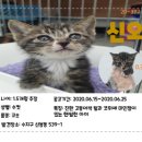 용인시 동물보호센터 이미지