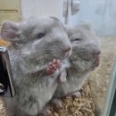 와우펫앤쥬 김해점 이미지