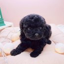 미유펫대구 강아지분양고양이분양(도그플러스동물병원) 이미지