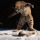 토끼사냥 이미지