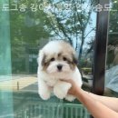 도그송 강아지분양 인천 송도점 이미지