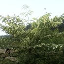 수목농장 이미지