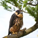 국립공원공단 국립공원연구원 북부보전센터 이미지