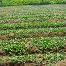 선향농장 이미지