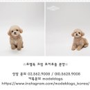 토이포이 이미지