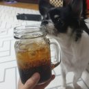 렛미펫 이미지