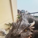 🌏🦎🐉프테라노돈(Pteranodon) ㅡ 독생자‼️ 이미지