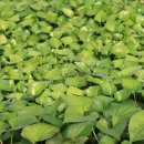 신용농장 이미지