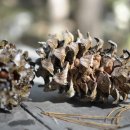 잣나무숲 이미지