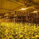 보광이네 이미지