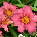 데이릴리(Daylily) 이미지