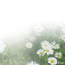 컨추리꼬꼬 - 정선군 칠현로 84 | 컨추리꼬꼬