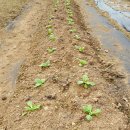 부춘농장 이미지