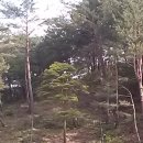 황금소나무집 Daum카페