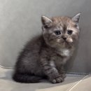 울산고양이분양 도레미캣 이미지