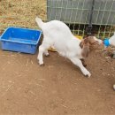 건초사료 | [함안]함안양떼목장 내돈내산 리뷰