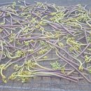 상술농장 이미지