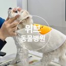 위브동물의료센터 | 🐶 김포 고촌ㅣ위브동물의료센터ㅣ김포동물병원 스케일링 후기