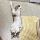 우리고양이 이미지