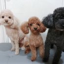 천사펫하우스 이미지