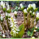 [우리꽃 이야기. 9] 홀아비꽃대 이미지