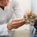 안성동물의료센터 이미지