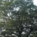 부여(백제)-01 이미지