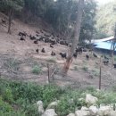 복용농장 이미지