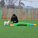 둔포애견 이미지