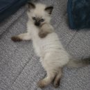 파주고양이미용 반하나캣 이미지