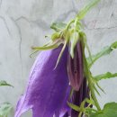 청초롱