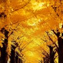 가을사랑 Bel Automne/Autumn Love 이미지