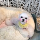 모찌애견샵 이미지