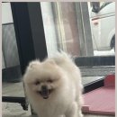 진심어린펫살롱 이미지