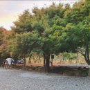 포레스트캐빈앤캠프 네이버블로그