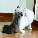 랙돌캐터리올리비아 이미지