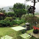 비단향꽃수 이미지