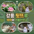 청솔농장 | 강릉 뒷뜨루 관광농원 아이와 가볼만한곳 동물 먹이주기 체험 카페 솔직후기