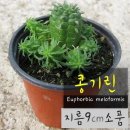 공기린