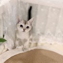 행복한 환경 | 성수동싱가푸라고양이분양 싱가푸라묘와의 행복한 만남 후기