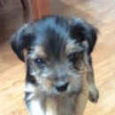 둘리애견 이미지